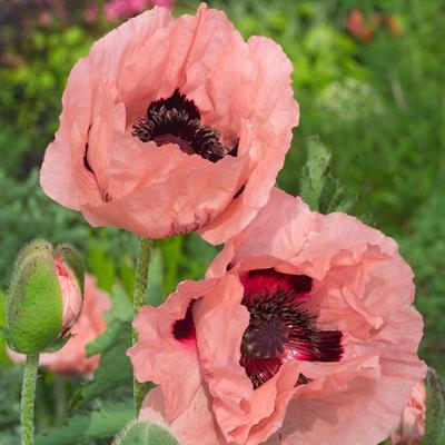 Papaver orientale